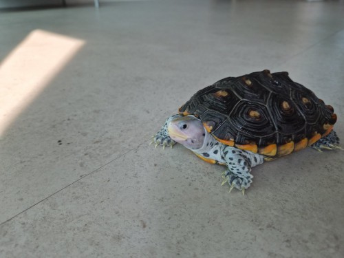테라핀거북이(오네이트)